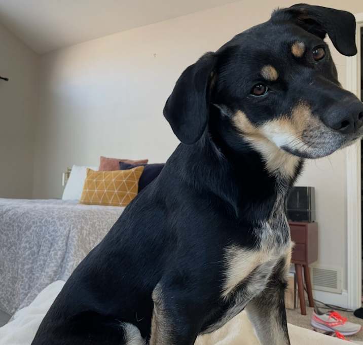 Photo of Clover