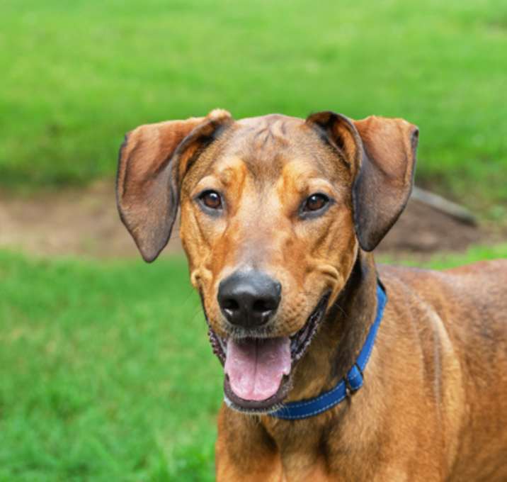 Photo of Teddy