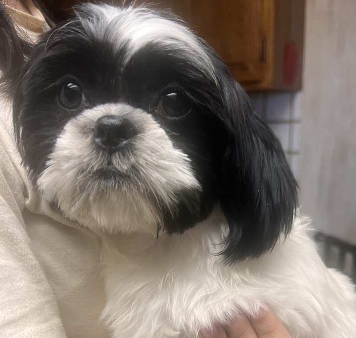 Photo of Daisy