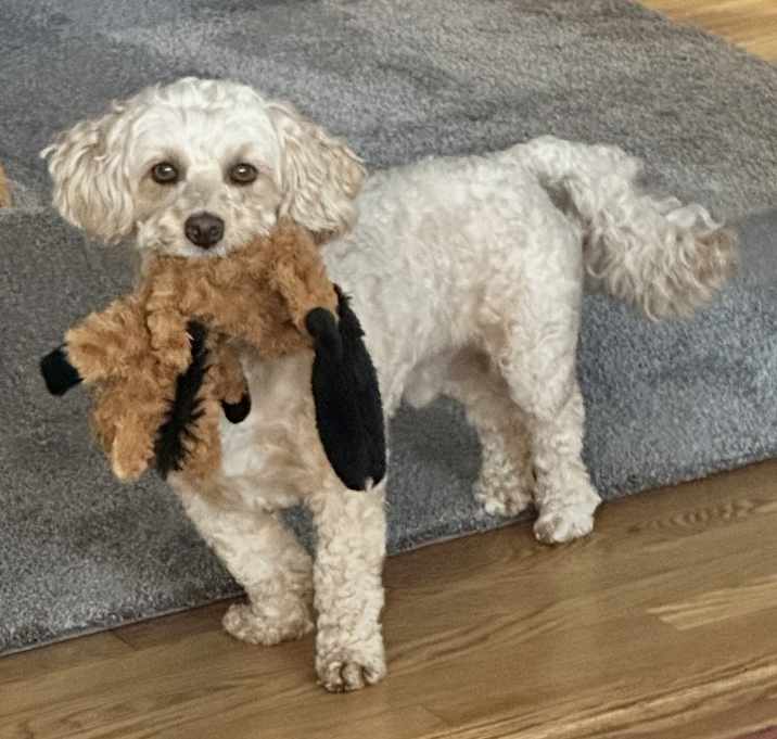 Photo of Joey