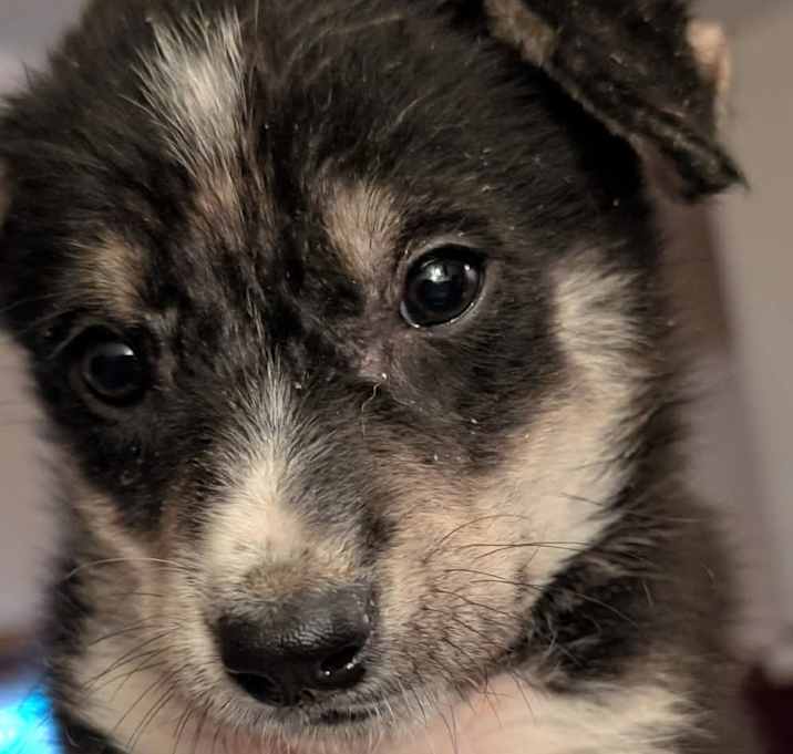 Photo of Kiwi