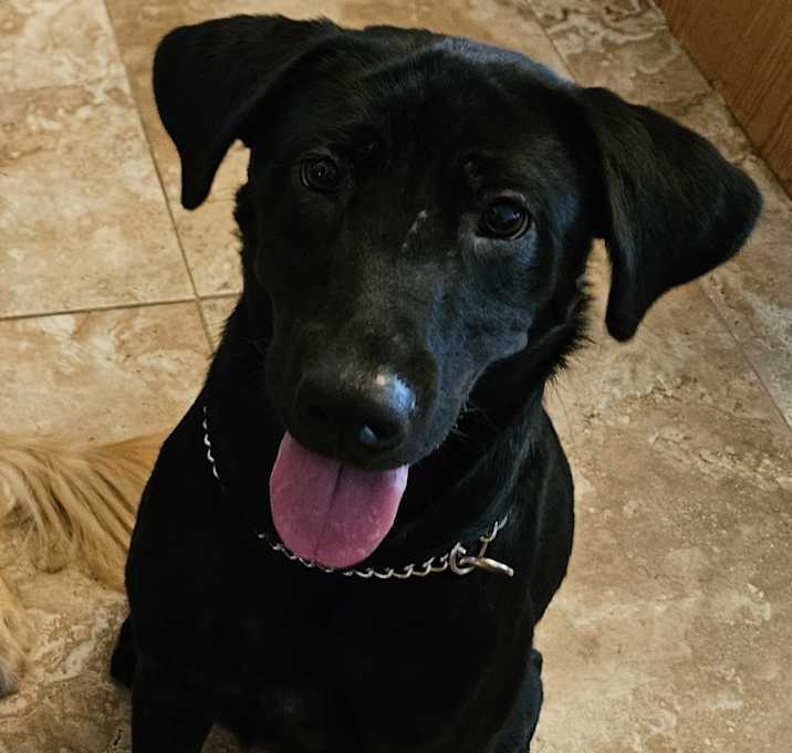 Photo of Bear