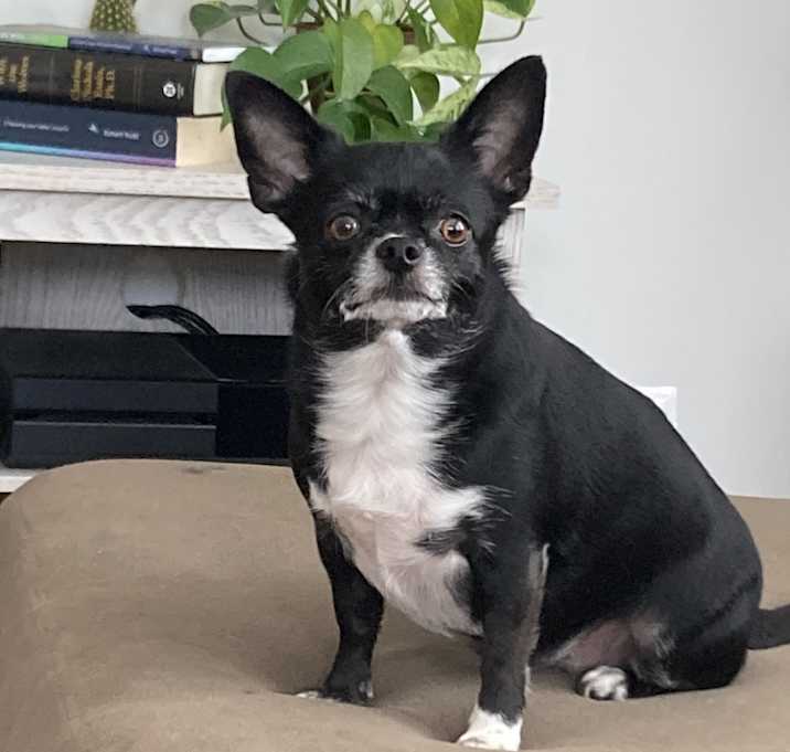 Photo of Muffin