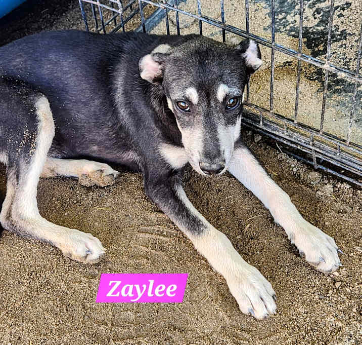 Photo of Zaylee