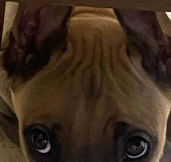 Photo of Milo