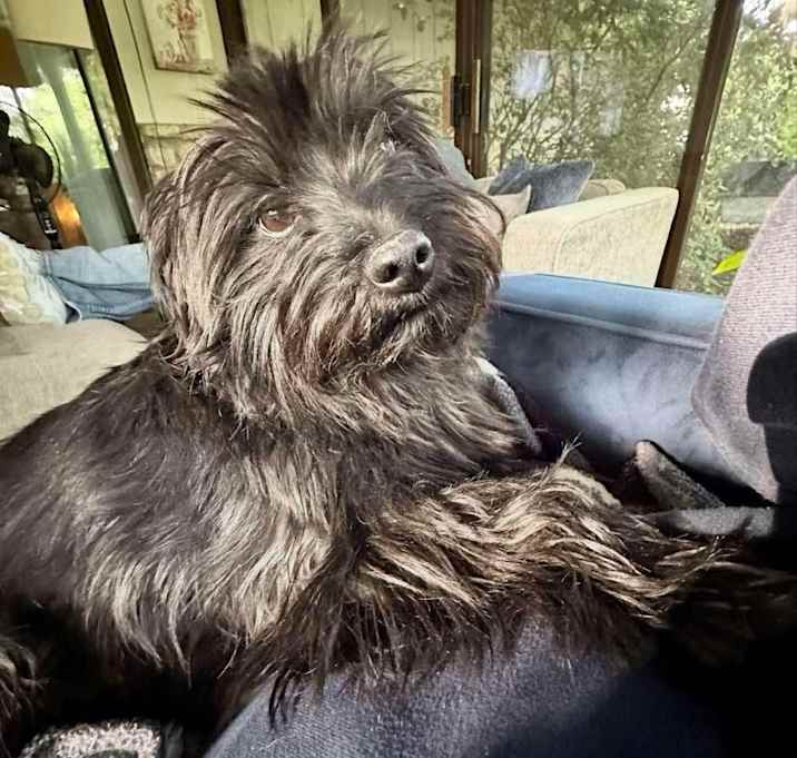 Photo of Raven