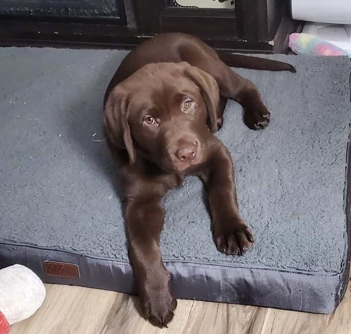 Photo of Cocoa