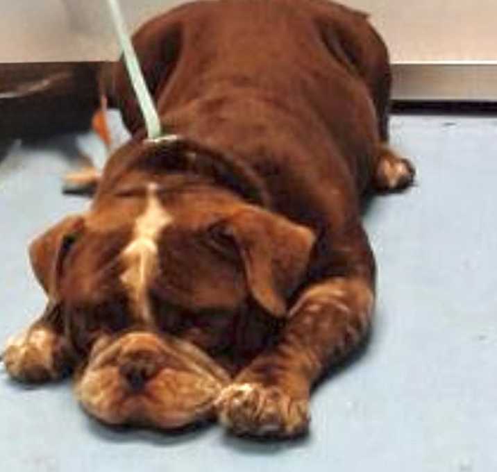 Photo of ADOPT ME!