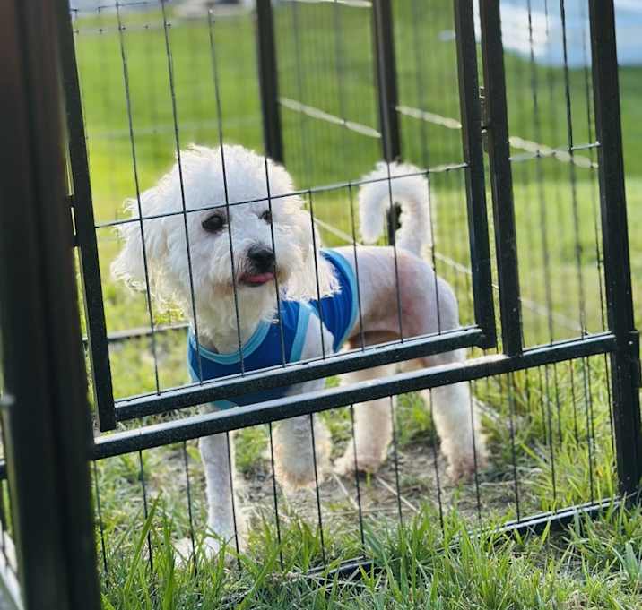 Photo of Ace