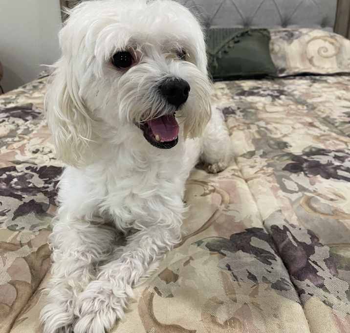 Photo of Bobo
