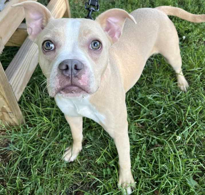 Photo of Pixie