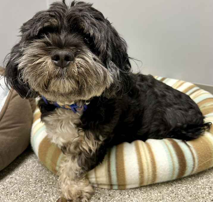 Photo of Max