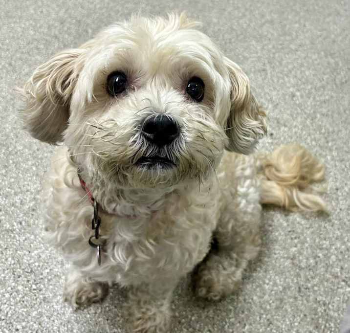 Photo of Bella