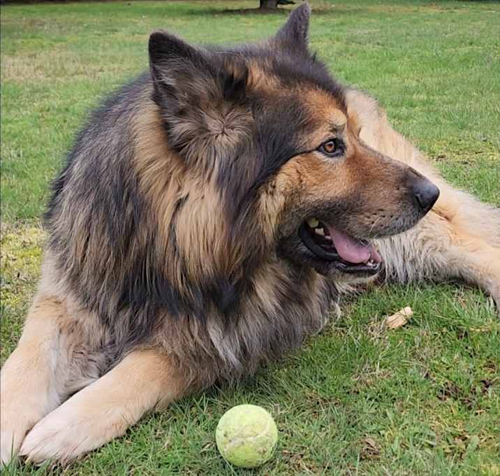 Photo of Koda