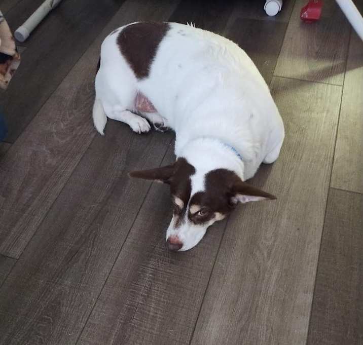 Photo of Oso