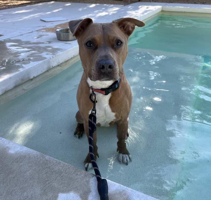 Photo of Layla