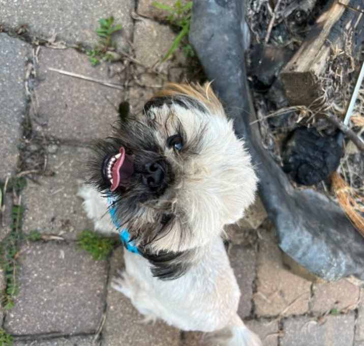 Photo of BUDDY