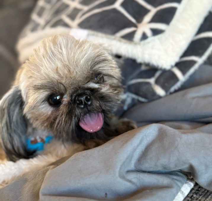 Photo of BUDDY