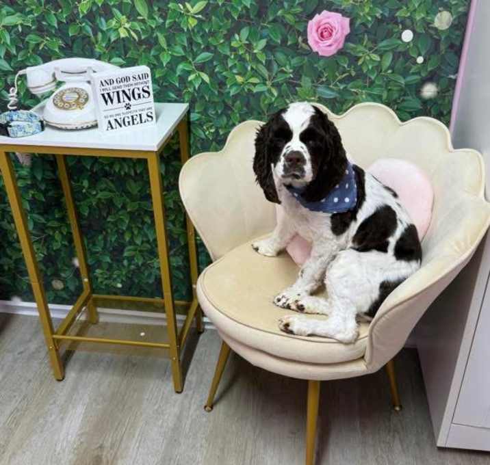 Photo of Otis