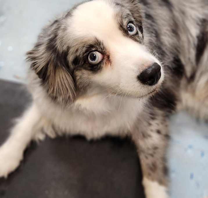 Photo of Indi