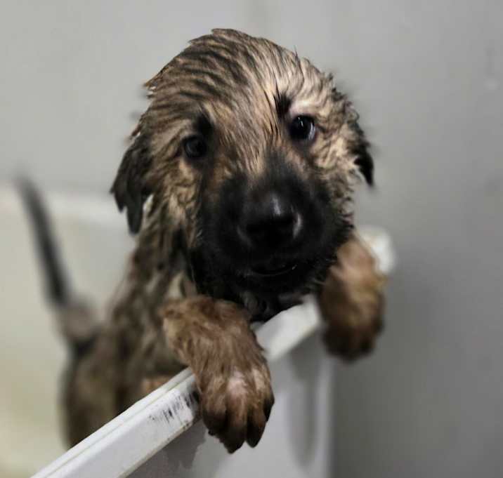 Photo of Finley