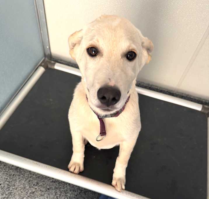 Photo of Pippin