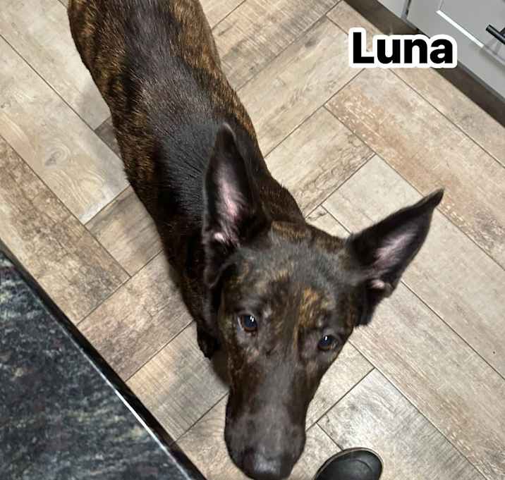 Photo of Luna
