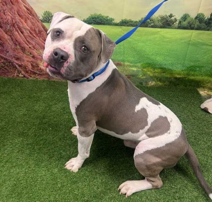 Photo of Snoopy