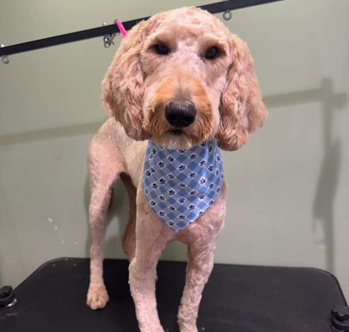 Photo of Rocky- pending adoption
