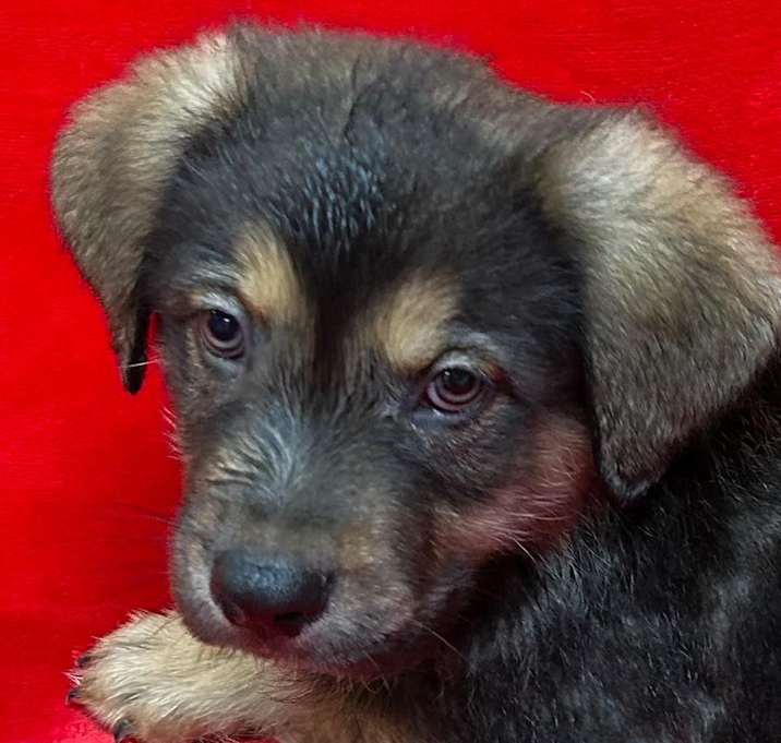 Photo of Cleo