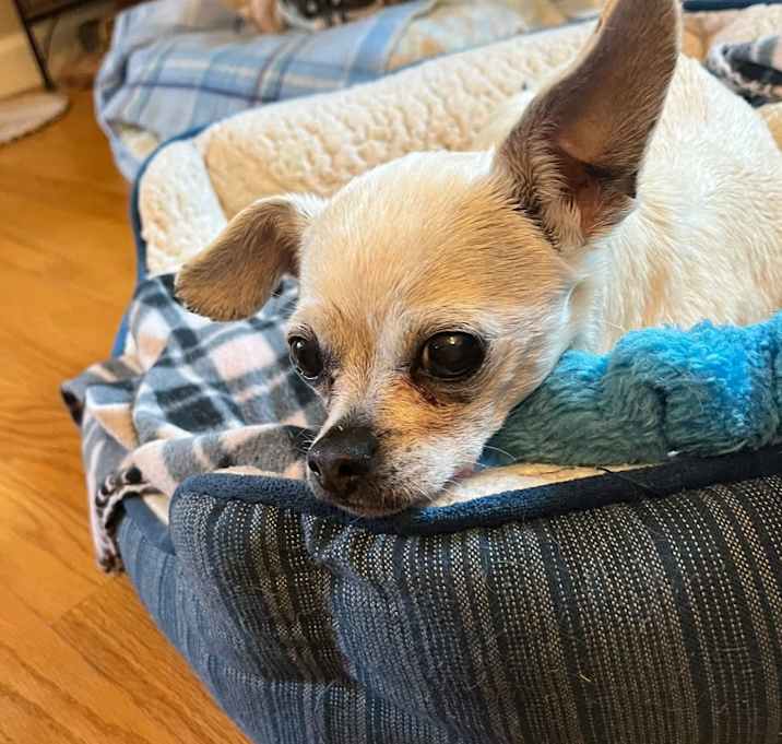 Photo of Peanut *IN A FOSTER HOME*