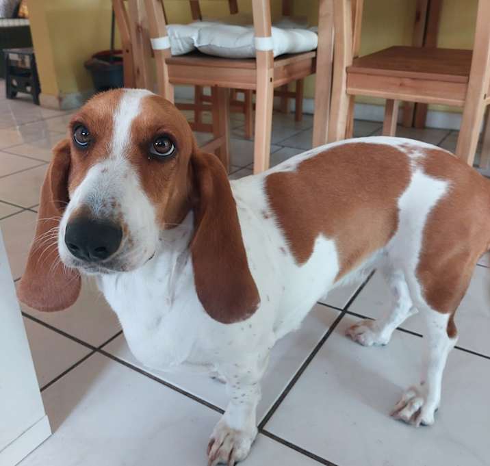 Photo of Daisy