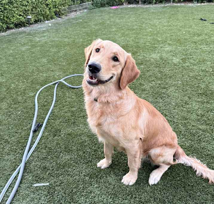 Photo of Luna
