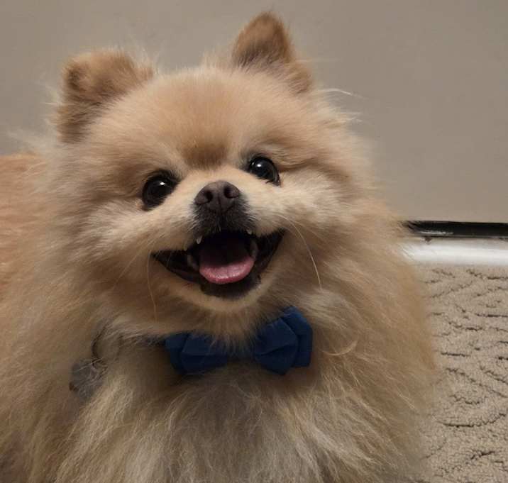 Photo of Zippy