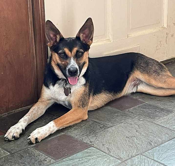 Photo of Archie - 24291