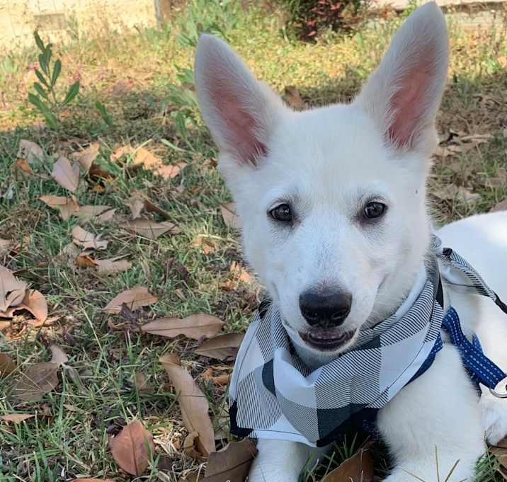Photo of Mochi
