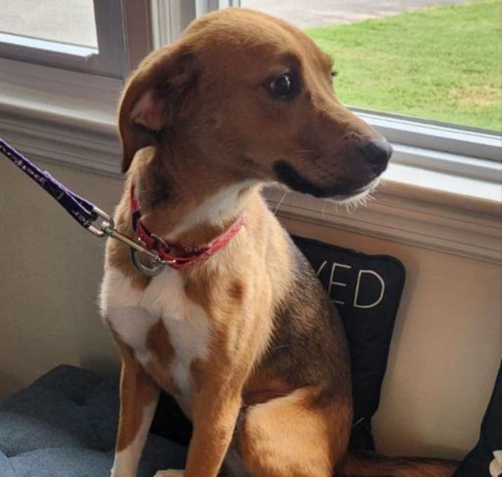 Photo of Olive *Adopt or Foster*