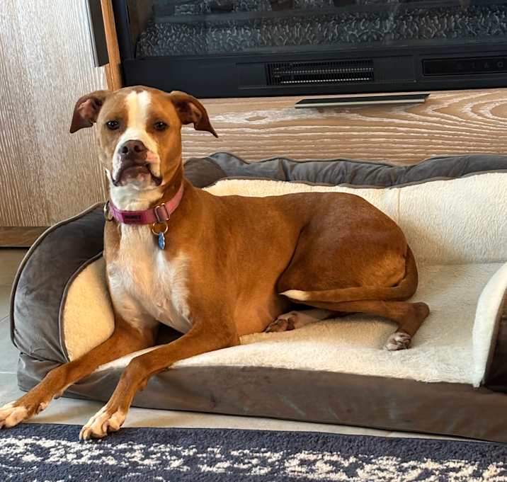 Photo of Honey
