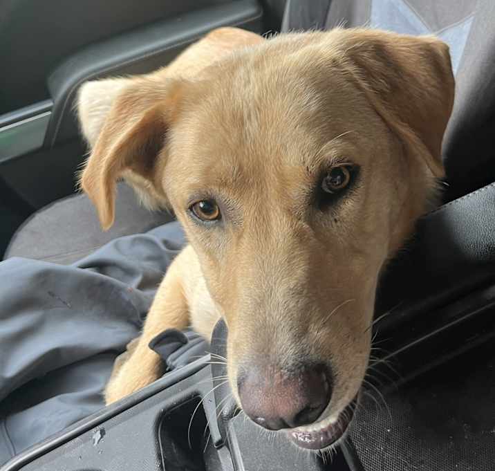 Photo of Cooper