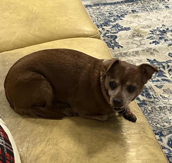 Photo of Twixy