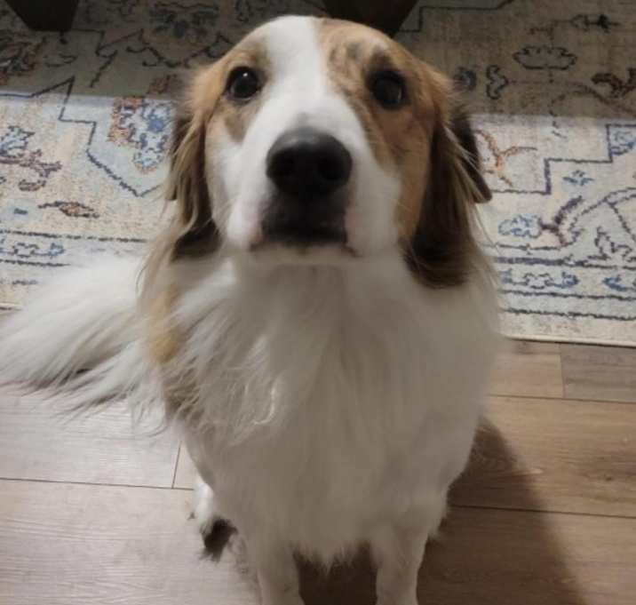 Photo of Howl