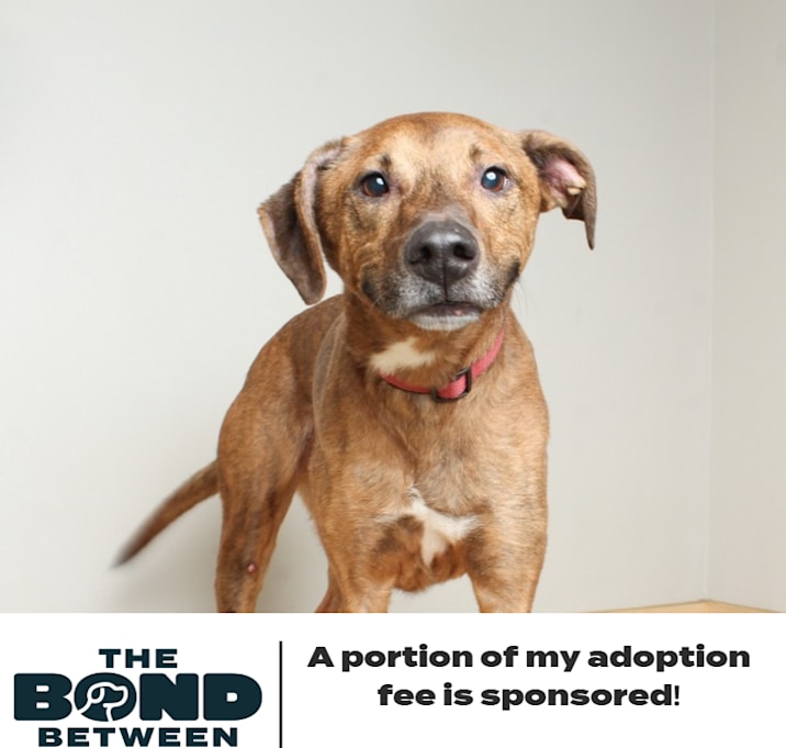 Photo of Cooper** D64147 (Sponsored)