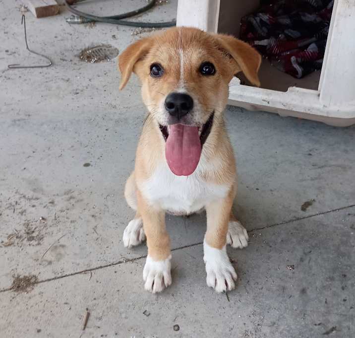 Photo of Honey