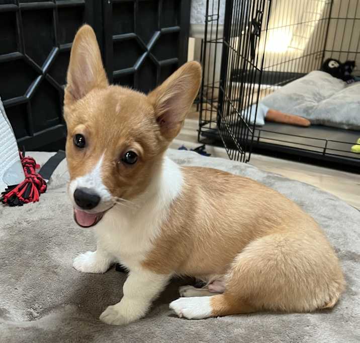 Photo of Benji