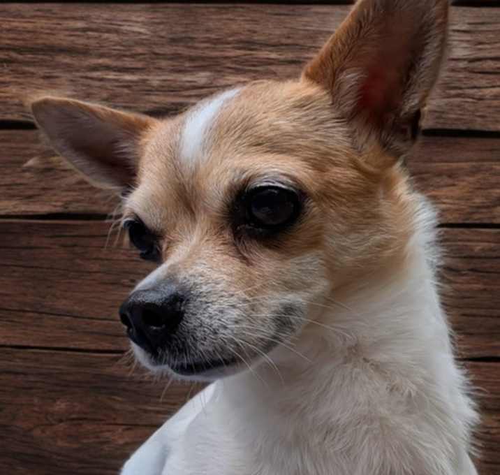 Photo of Benji