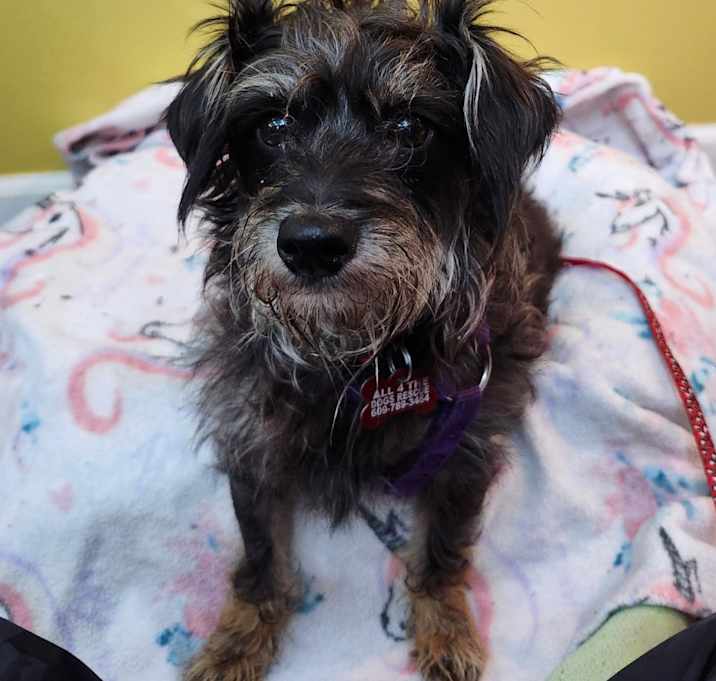 Photo of Maizey