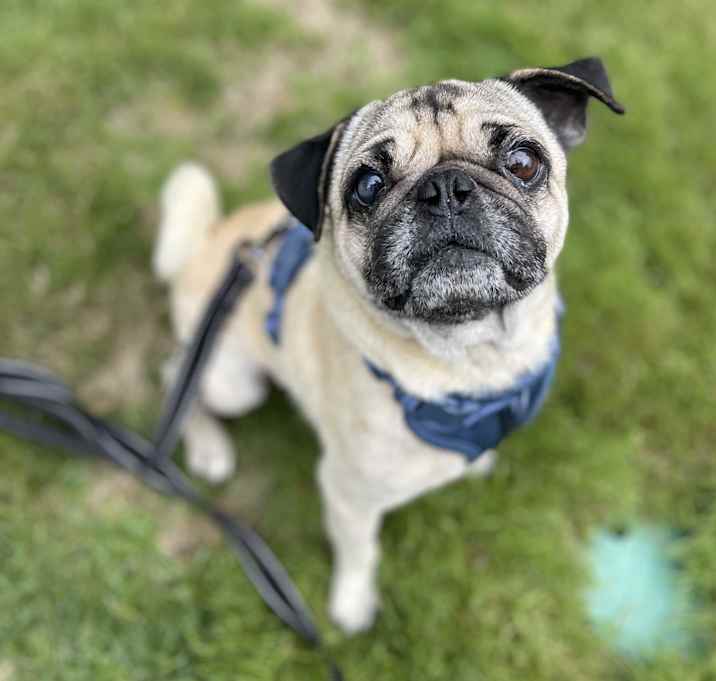 Photo of Frank