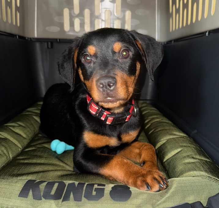 Photo of Roscoe