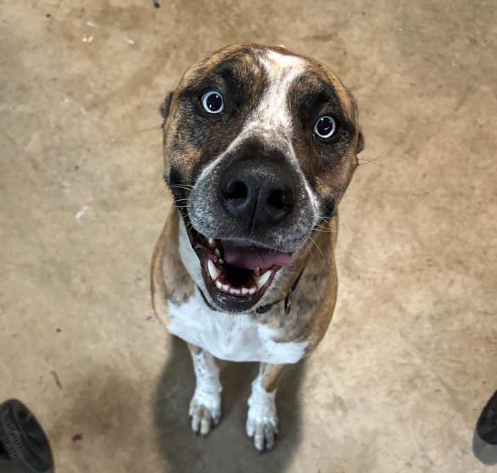 Photo of Hank