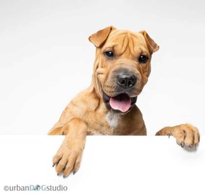 Photo of Wilber - M
